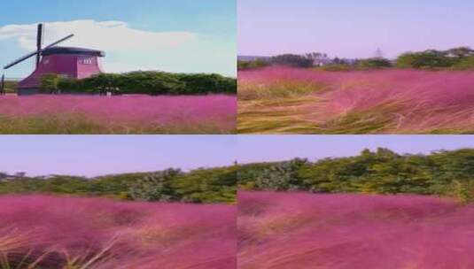 4K竖屏植物素材——粉黛乱子草高清在线视频素材下载