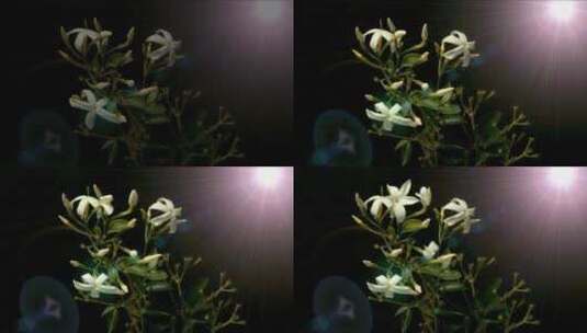 黑色背景下盛开的花朵高清在线视频素材下载