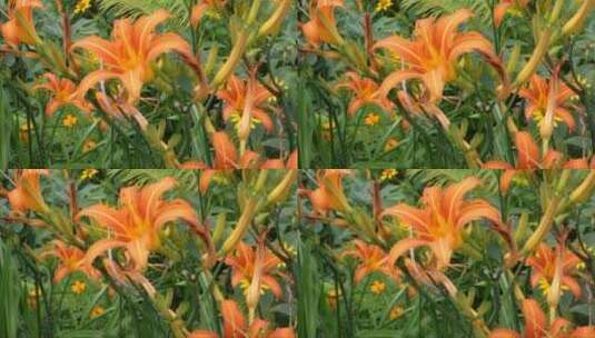 橙黄色的百合花在百花丛中显得格外艳丽高清在线视频素材下载