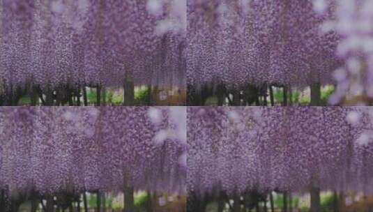 公园里美丽的日本紫藤花高清在线视频素材下载