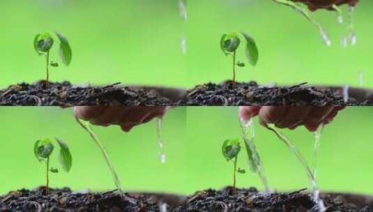 给发芽的小树苗浇水高清在线视频素材下载