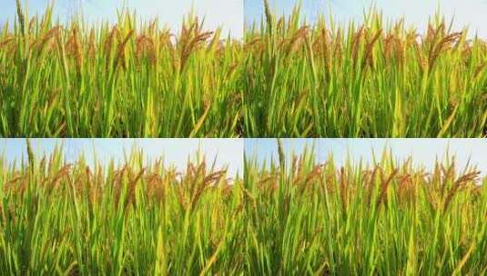 实拍8k成熟壮观的水稻高清在线视频素材下载
