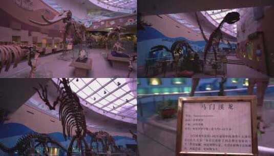 陕西自然博物馆恐龙化石2高清在线视频素材下载