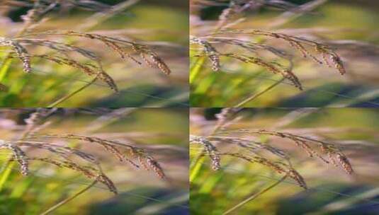 4K升格实拍秋天稻田里成熟饱满的稻穗竖屏高清在线视频素材下载