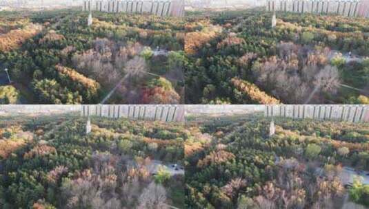 黑龙江省森林植物园秋景航拍高清在线视频素材下载
