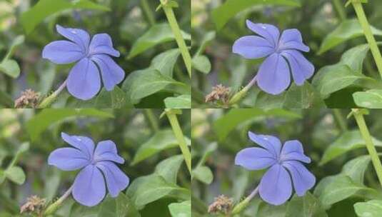 蓝色花朵高清在线视频素材下载