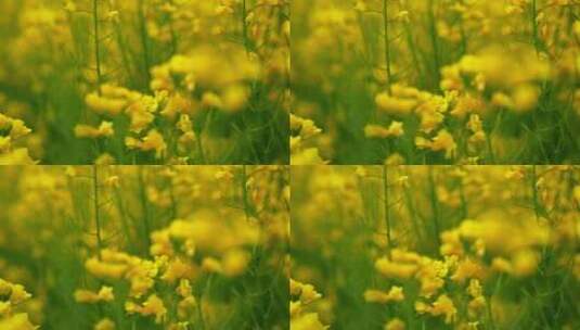 蜜蜂在油菜花中采蜜高清在线视频素材下载