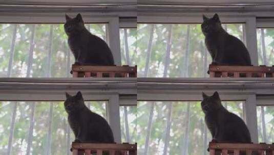 4K可爱英短蓝猫在架子上四处张望镜头高清在线视频素材下载