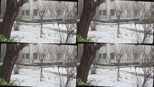 冬天初冬大雪纷飞，雪花飘落在植物上高清在线视频素材下载