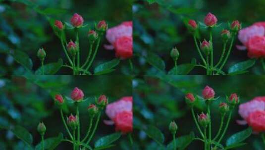 月季花 玫瑰花 鲜花 花朵 花园 露水高清在线视频素材下载