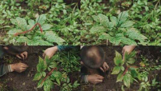 长白山挖野生人参高清在线视频素材下载