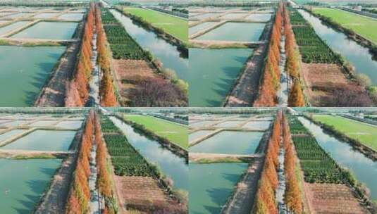 杭州钱塘区观十五线秋景航拍高清在线视频素材下载