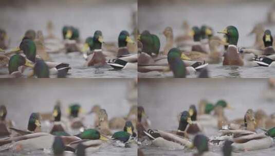 水中嬉戏的绿头鸭高清在线视频素材下载