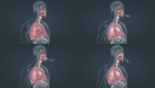 医学人体器官肺呼吸肺活量深呼吸三维动画高清在线视频素材下载