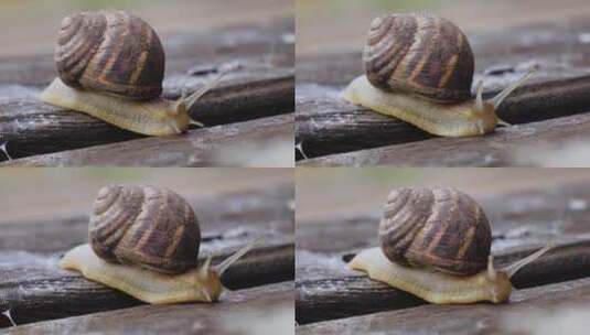 可爱的蜗牛蜗牛特写高清在线视频素材下载