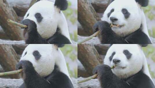 熊猫吃竹子近距离特写高清在线视频素材下载
