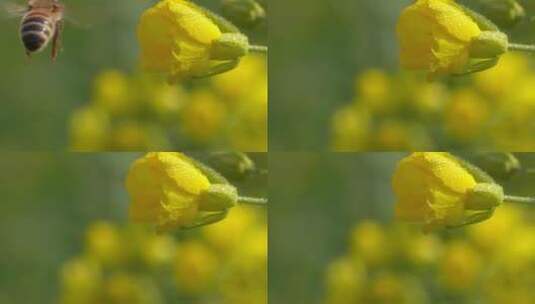 油菜花上的蜜蜂特写高清在线视频素材下载
