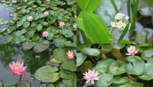 中科院武汉植物园睡莲展示区特写4K视频合集高清在线视频素材下载