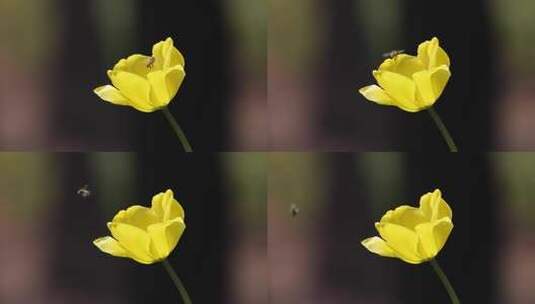 金黄色郁金香蜜蜂高清在线视频素材下载