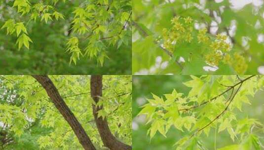 春天元宝槭嫩绿枝叶高清在线视频素材下载