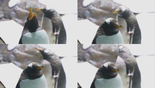 企鹅头部特写企鹅张嘴叫高清在线视频素材下载