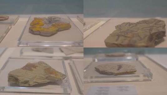 植物草本化石展览展示高清在线视频素材下载