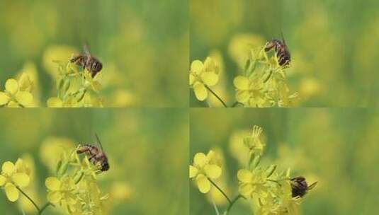 蜜蜂与油菜花高清在线视频素材下载