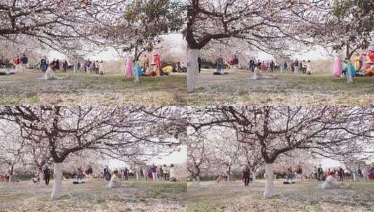 春天，西安大明宫遗址杏花盛开引来游人踏青高清在线视频素材下载