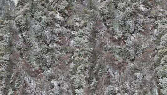 航航拍四姑娘山双桥沟景区雪后的森林高清在线视频素材下载