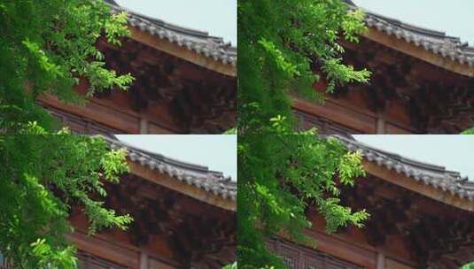 杭州下天竺 夏天寺庙屋檐前的树叶随风飘动高清在线视频素材下载