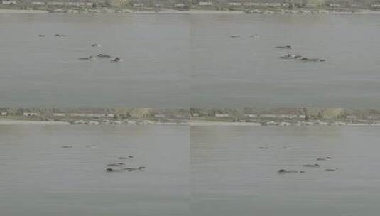 玉渊潭河中鸭子欢快的游泳4k50帧高清在线视频素材下载