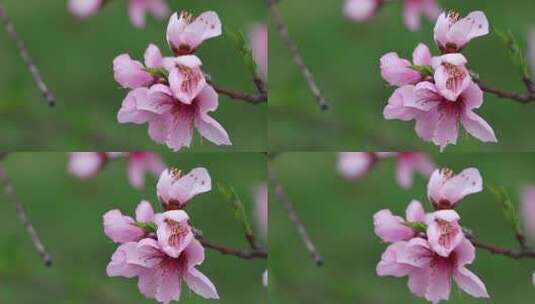 春风之中舞动的桃花高清在线视频素材下载