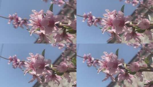 春天盛开的桃花花朵高清在线视频素材下载