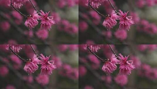 下雨雨水花朵桃花梅花高清在线视频素材下载