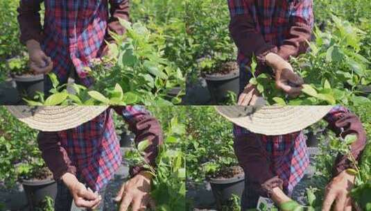 农民将采摘的蓝莓放入篮筐高清在线视频素材下载