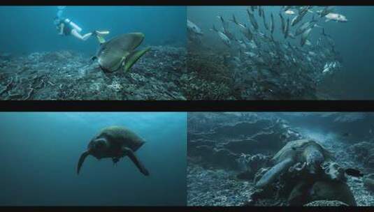 美女潜水海鱼群海龟海底美景生物印尼四王岛高清在线视频素材下载