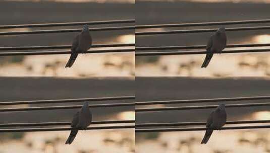 傍晚黄昏休息的斑鸠鸟实拍高清在线视频素材下载