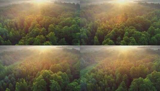 清晨空中俯瞰着茂盛的山区绿林日出高清在线视频素材下载