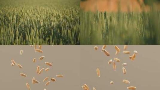 绿色麦田小麦粉面粉麦子颗粒谷物慢镜头高清在线视频素材下载