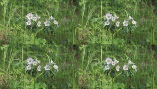 野生药用植物银莲花高清在线视频素材下载