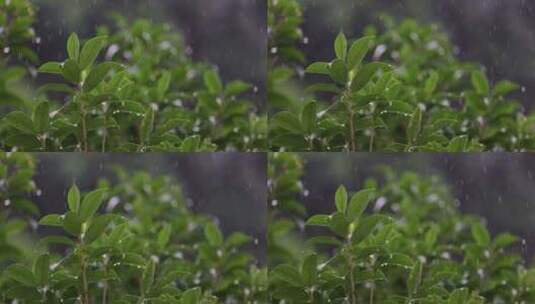 雨水落在绿叶上4k唯美升格慢镜 桂花树高清在线视频素材下载