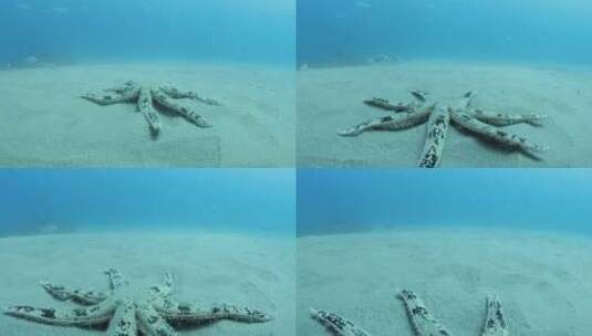 拍摄大型筛沙海星走在水下沙滩上高清在线视频素材下载
