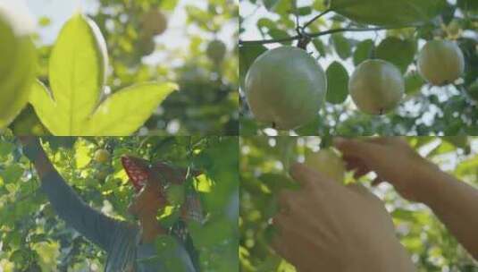 硕果累累黄金百香果农业水果丰收高清在线视频素材下载