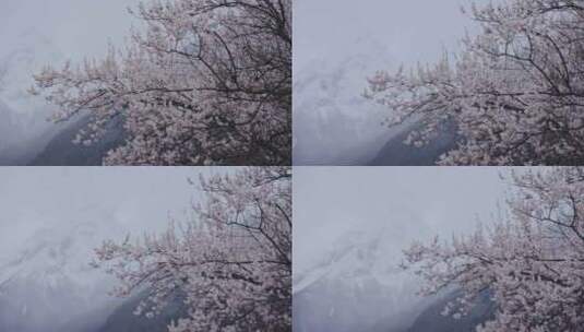 西藏林芝雪山下盛开的桃花高清在线视频素材下载