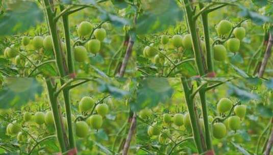 圣女果小西红柿小番茄种植高清在线视频素材下载