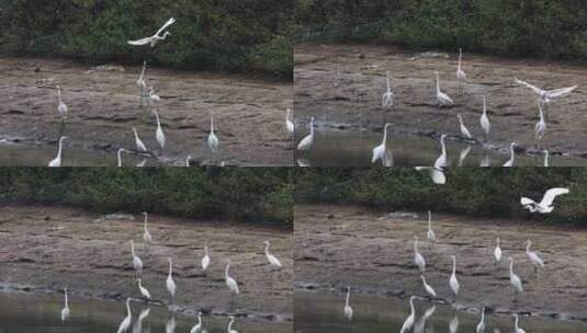 湿地栖息的白鹭群高清在线视频素材下载