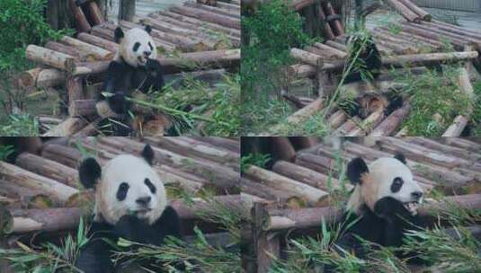 大熊猫吃竹子视频合集高清在线视频素材下载