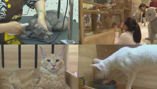 宠物店 猫 洗澡 宠物美容高清在线视频素材下载