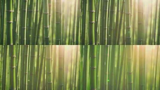 绿色竹林光影高清在线视频素材下载
