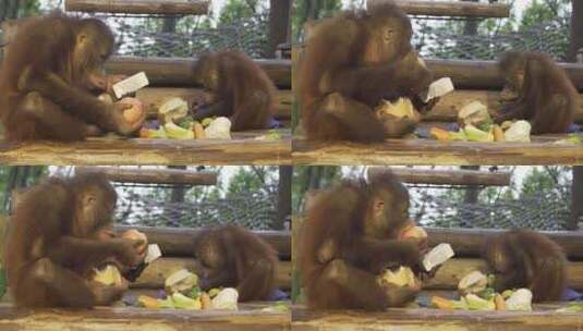 黑猩猩高清在线视频素材下载